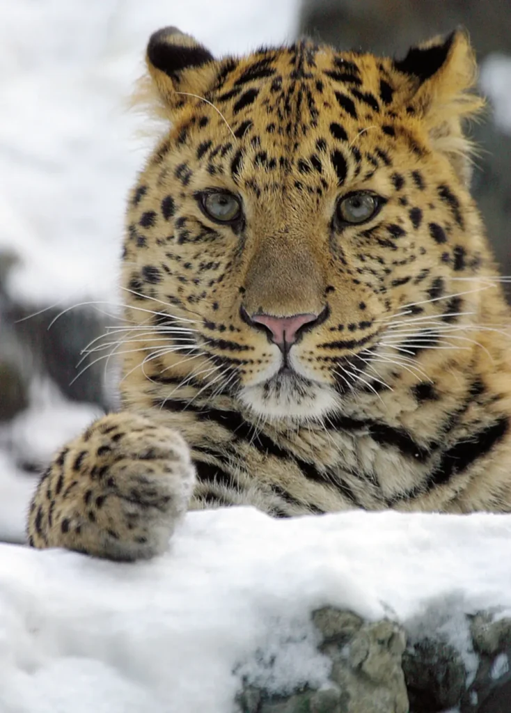 rare animals: An Amur Leopard resting in a snowy environment, its distinctive spotted fur contrasting against the white snow.