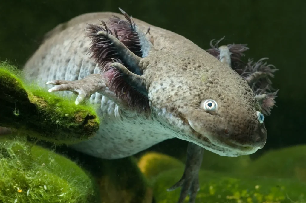 An Axolotl swimming gracefully, with its unique feathery gills and spotted skin visible, against a backdrop of green aquatic plants.