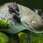 An Axolotl swimming gracefully, with its unique feathery gills and spotted skin visible, against a backdrop of green aquatic plants.