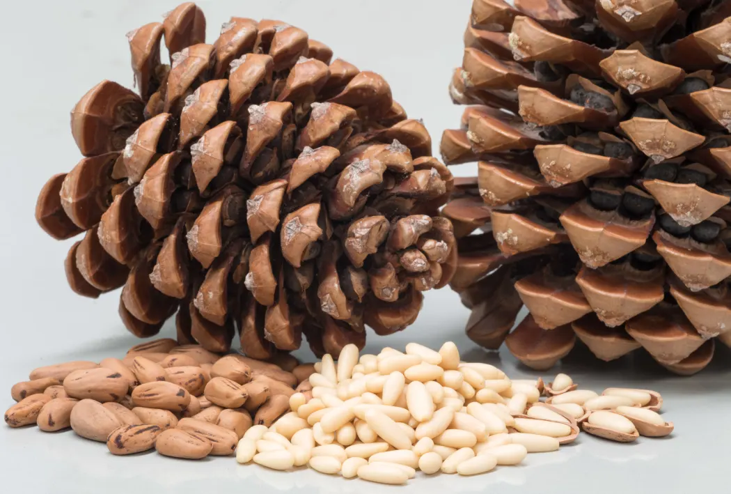 Pine Nuts