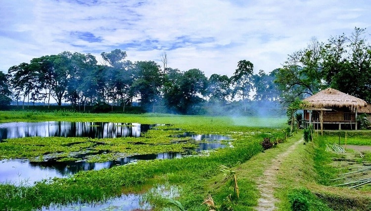 Living root bridge in Majuli amidst dense forest