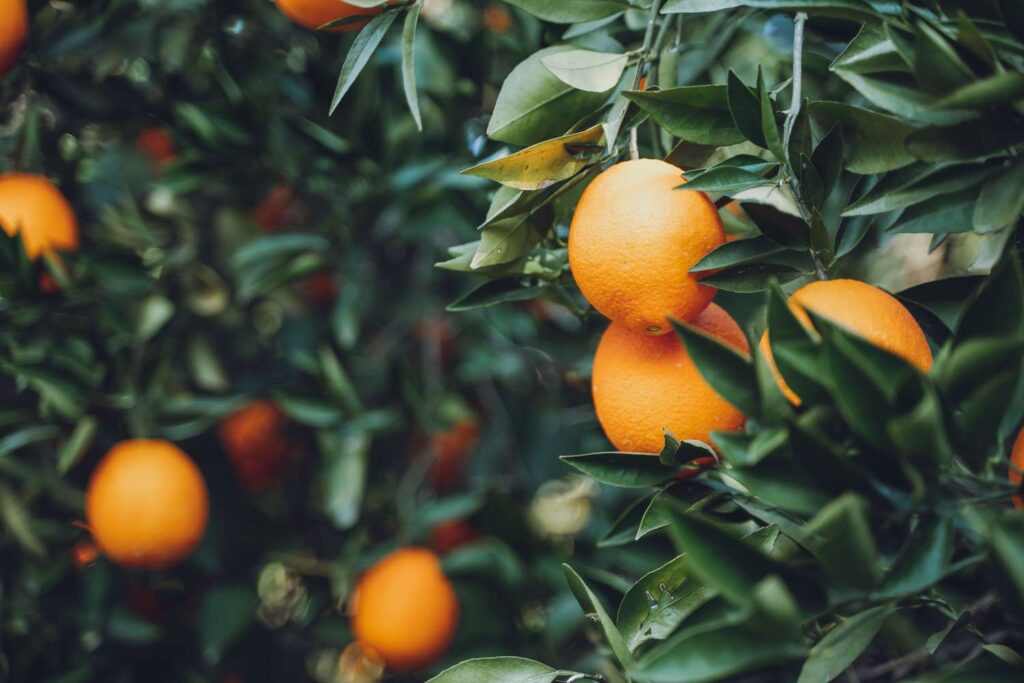 A bowl of fresh oranges on a kitchen counter.