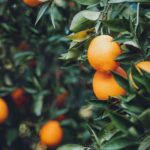 A bowl of fresh oranges on a kitchen counter.