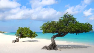 Eagle Beach The Allure of Aruba's Wind-Kissed Shoreline