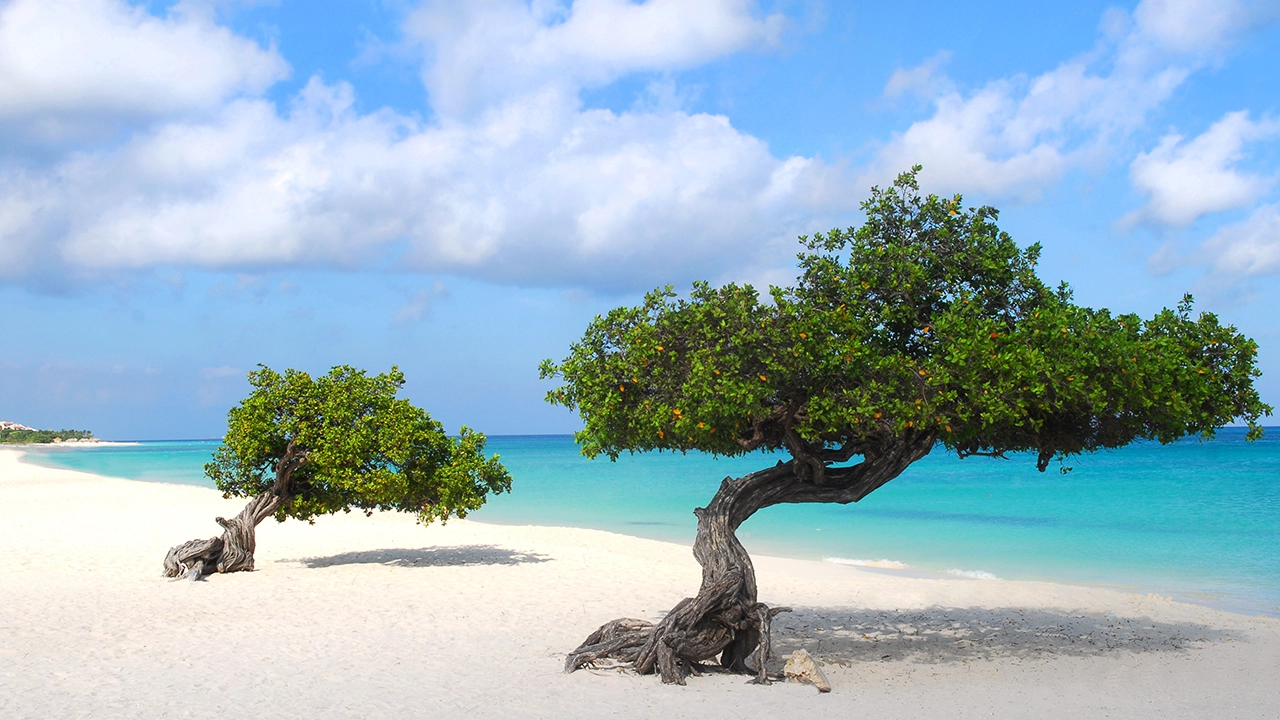 Eagle Beach The Allure of Aruba's Wind-Kissed Shoreline