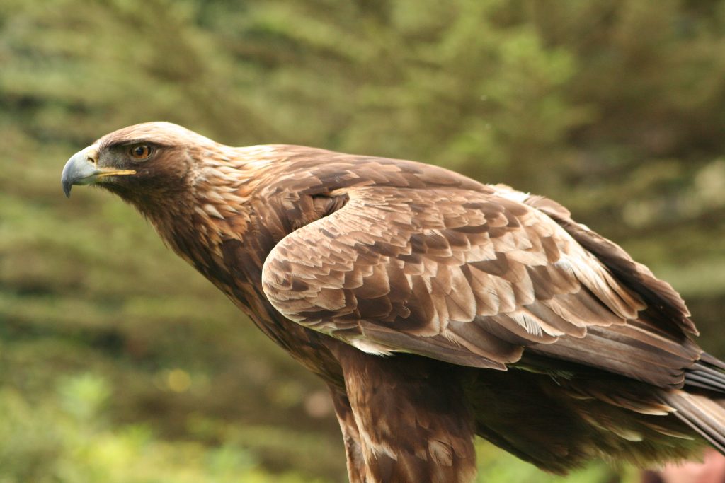 Aquila chrysaetos