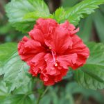 Bunga Kembang Sepatu