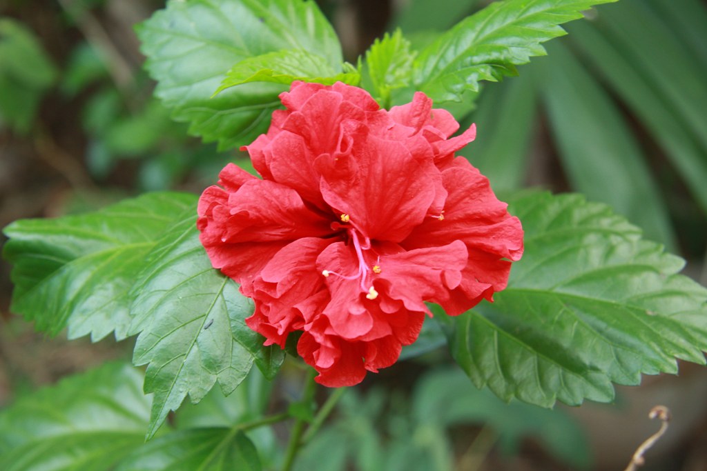 Bunga Kembang Sepatu