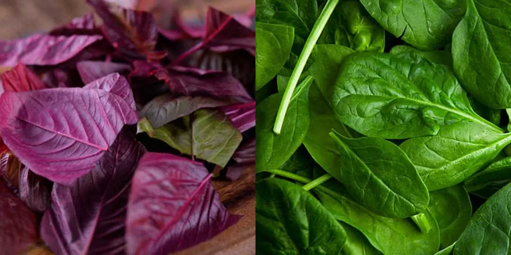 Manfaat Bayam Merah