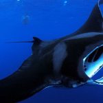 Ikan Pari Manta
