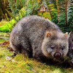 Wombat