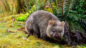 Wombat