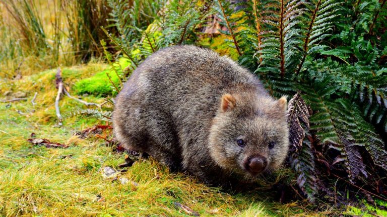 Wombat