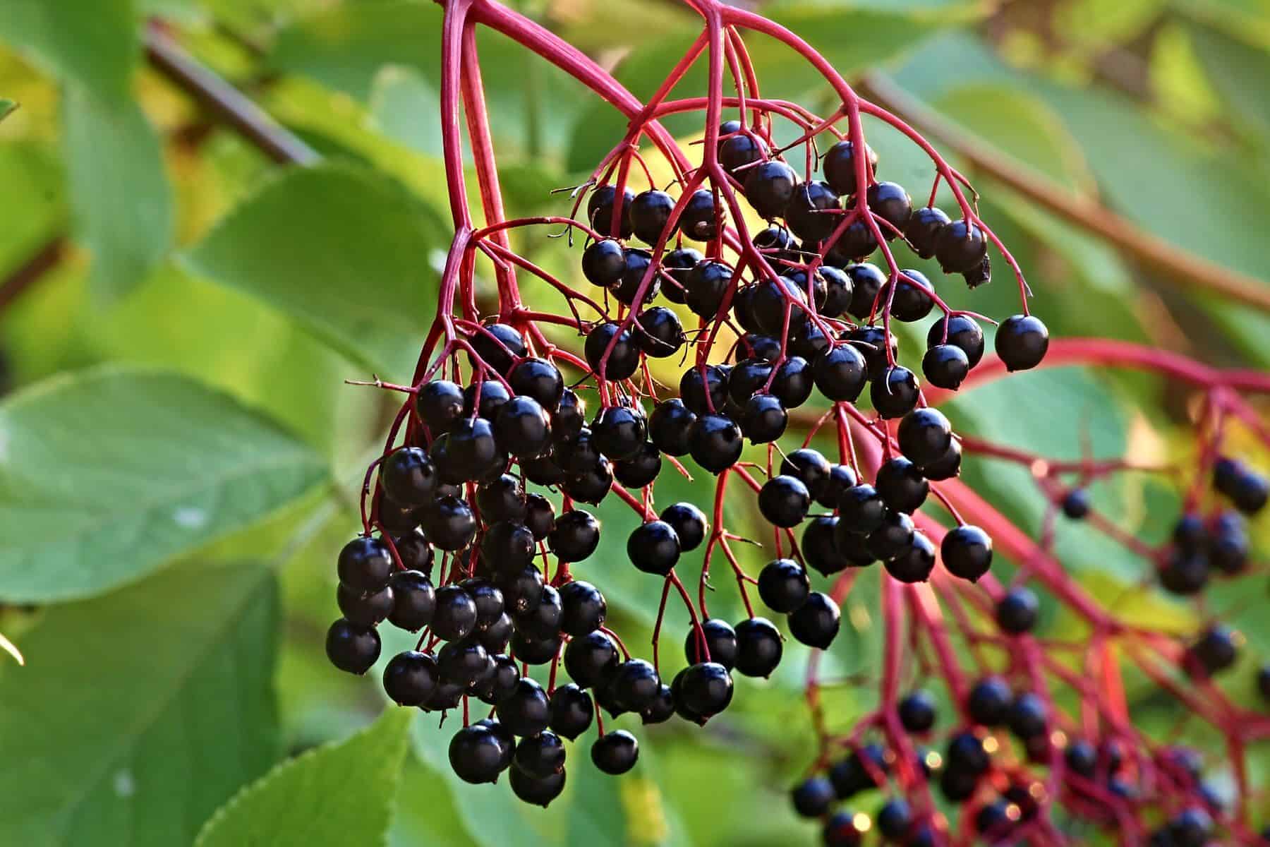 Cara Menanam Wild Berries di Lahan Terbatas