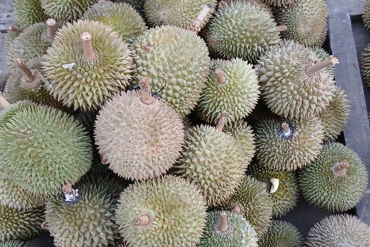 Musim Durian di Bangka