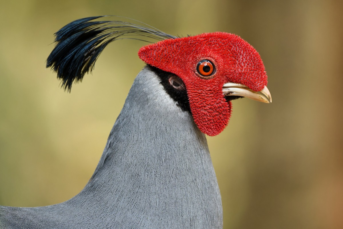 Mengenal Siamese Fireback Lebih Dekat