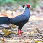 Siamese Fireback