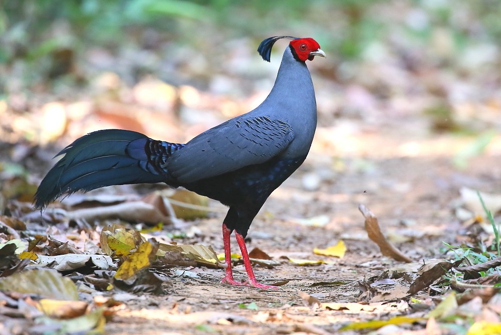 Siamese Fireback