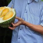 Musim Durian di Bangka