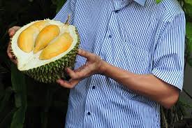 Musim Durian di Bangka