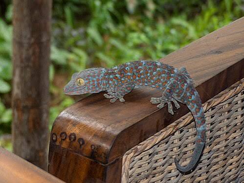 Gecko