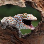 Gecko