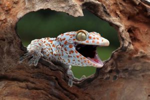 Gecko