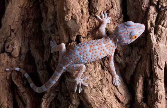 Gecko