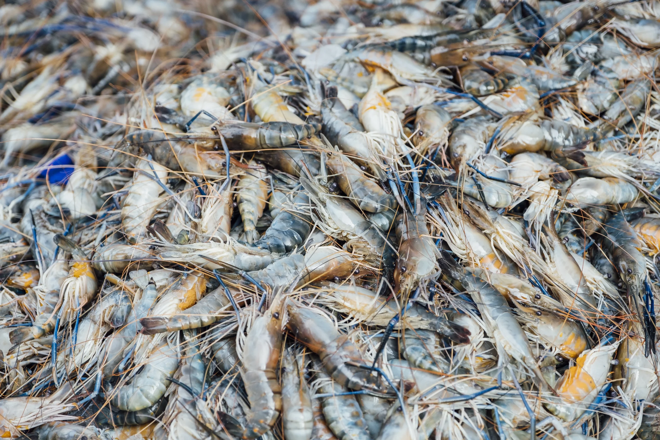 Perkuat Manajemen Kesehatan Udang